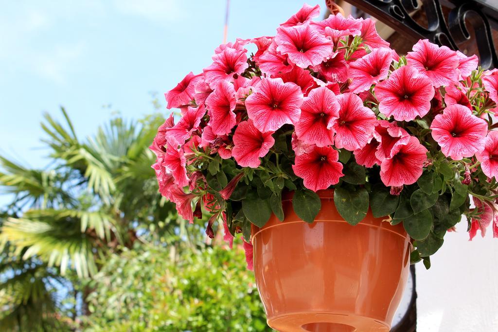 Apartments Garden โรวีน ภายนอก รูปภาพ